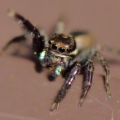 Jotus sp. (genus) at Florey, ACT - suppressed