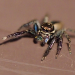 Jotus sp. (genus) at Florey, ACT - 27 Aug 2023