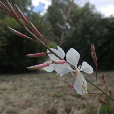 Oenothera lindheimeri (Clockweed) at Conder, ACT - 15 Mar 2023 by michaelb