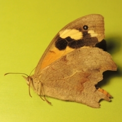 Heteronympha merope (Common Brown Butterfly) at Gordon, ACT - 18 Mar 2023 by michaelb