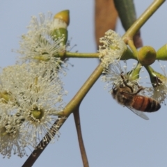 Apis mellifera (European honey bee) at Conder, ACT - 18 Mar 2023 by michaelb