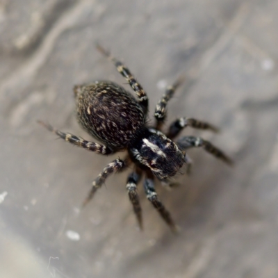 Salticidae (family) at Florey, ACT - 28 Aug 2023 by KorinneM