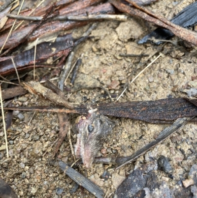 Perameles nasuta at Rendezvous Creek, ACT - 28 Aug 2023 by willchancellor