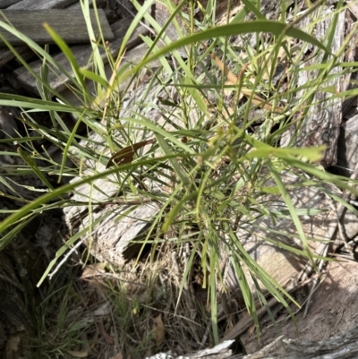 Acacia implexa (Hickory Wattle, Lightwood) at Kangaroo Valley, NSW - 30 Aug 2023 by lbradley