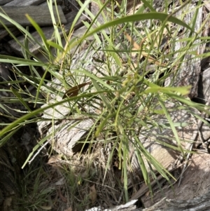 Acacia implexa at Kangaroo Valley, NSW - 30 Aug 2023