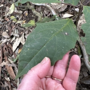 Clerodendrum tomentosum at Kangaroo Valley, NSW - 30 Aug 2023