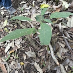 Clerodendrum tomentosum at Kangaroo Valley, NSW - suppressed