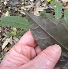 Clerodendrum tomentosum at Kangaroo Valley, NSW - 30 Aug 2023