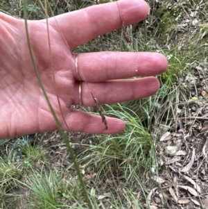 Carex longebrachiata at suppressed - 30 Aug 2023