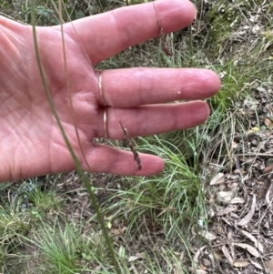 Carex longebrachiata at Kangaroo Valley, NSW - 30 Aug 2023