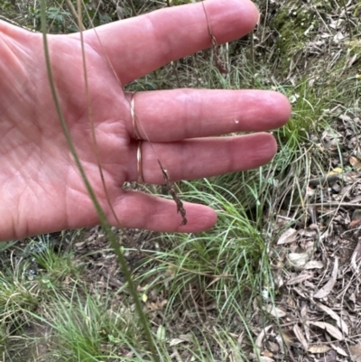 Carex longebrachiata (Bergalia Tussock) at Kangaroo Valley, NSW - 30 Aug 2023 by lbradley