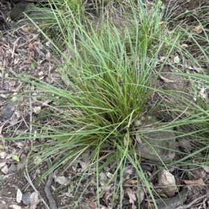 Carex longebrachiata at Kangaroo Valley, NSW - 30 Aug 2023