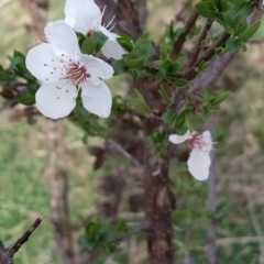 Prunus sp. (A Plum) at Fadden, ACT - 29 Aug 2023 by KumikoCallaway