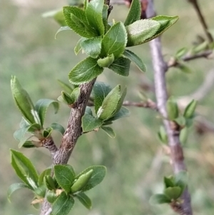 Prunus sp. at Fadden, ACT - 30 Aug 2023