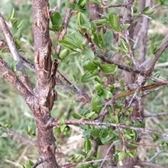 Prunus sp. at Fadden, ACT - 30 Aug 2023