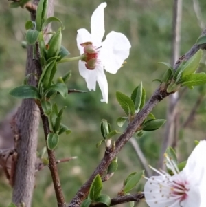 Prunus sp. at Fadden, ACT - 30 Aug 2023 08:46 AM