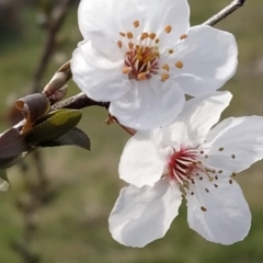 Prunus cerasifera (Cherry Plum) at Fadden, ACT - 29 Aug 2023 by KumikoCallaway