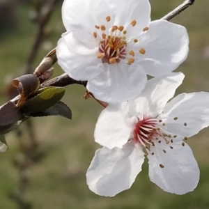 Prunus cerasifera at Fadden, ACT - 30 Aug 2023 08:48 AM