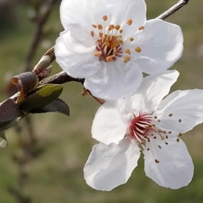 Prunus cerasifera (Cherry Plum) at Fadden, ACT - 30 Aug 2023 by KumikoCallaway