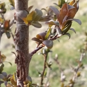 Prunus cerasifera at Fadden, ACT - 30 Aug 2023 08:48 AM