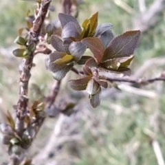 Prunus cerasifera at Fadden, ACT - 30 Aug 2023 08:48 AM