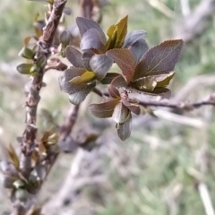 Prunus cerasifera at Fadden, ACT - 30 Aug 2023