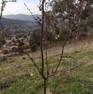 Prunus cerasifera at Fadden, ACT - 30 Aug 2023