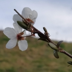 Prunus cerasifera at Fadden, ACT - 30 Aug 2023 08:48 AM