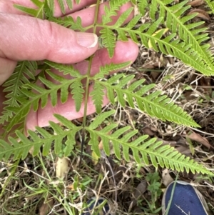 Pteris tremula at Kangaroo Valley, NSW - 30 Aug 2023