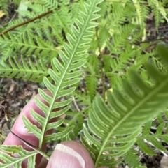 Pteris tremula at Kangaroo Valley, NSW - 30 Aug 2023