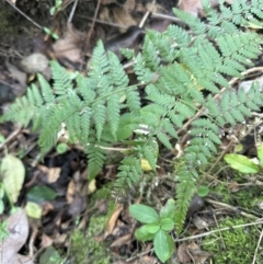 Hypolepis muelleri (Harsh Ground Fern, Swamp Bracken) at Kangaroo Valley, NSW - 30 Aug 2023 by lbradley