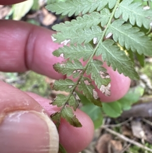 Hypolepis muelleri at Kangaroo Valley, NSW - suppressed