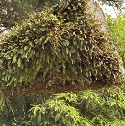 Pyrrosia rupestris (Rock Felt Fern) at Kangaroo Valley, NSW - 30 Aug 2023 by lbradley