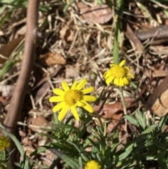 Senecio madagascariensis (Madagascan Fireweed, Fireweed) at Garran, ACT - 29 Aug 2023 by Tapirlord