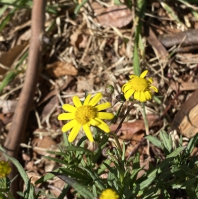 Senecio madagascariensis (Madagascan Fireweed, Fireweed) at Garran, ACT - 29 Aug 2023 by Tapirlord