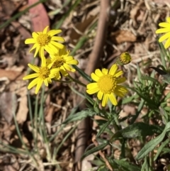 Senecio madagascariensis at Garran, ACT - 29 Aug 2023 01:54 PM