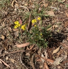 Senecio madagascariensis at Garran, ACT - 29 Aug 2023 01:54 PM