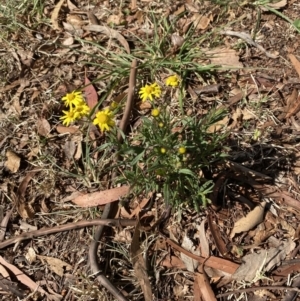 Senecio madagascariensis at Garran, ACT - 29 Aug 2023