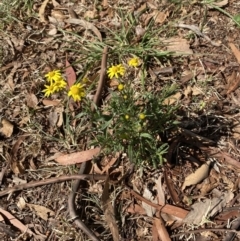 Senecio madagascariensis at Garran, ACT - 29 Aug 2023 01:54 PM