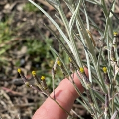 Senecio quadridentatus (Cotton Fireweed) at Red Hill to Yarralumla Creek - 29 Aug 2023 by Tapirlord