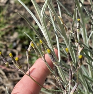 Senecio quadridentatus at Garran, ACT - 29 Aug 2023 01:43 PM