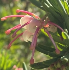 Grevillea iaspicula (Wee Jasper Grevillea) at Garran, ACT - 29 Aug 2023 by Tapirlord