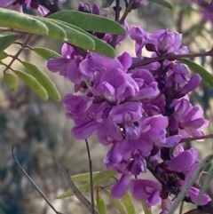 Indigofera australis subsp. australis (Australian Indigo) at Hughes Garran Woodland - 29 Aug 2023 by Tapirlord