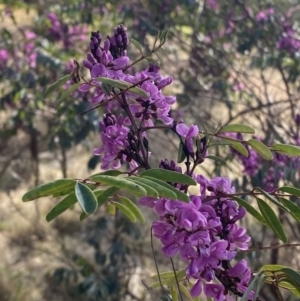 Indigofera australis subsp. australis at Hughes, ACT - 29 Aug 2023