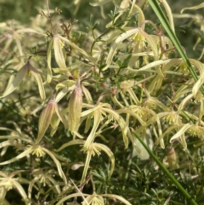 Clematis leptophylla (Small-leaf Clematis, Old Man's Beard) at Hughes Garran Woodland - 29 Aug 2023 by Tapirlord