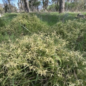 Clematis leptophylla at Hughes, ACT - 29 Aug 2023