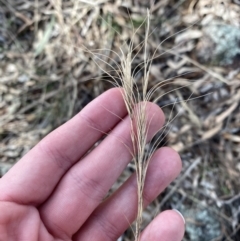 Anthosachne scabra (Common Wheat-grass) at Hughes Garran Woodland - 29 Aug 2023 by Tapirlord