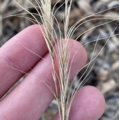 Anthosachne scabra at Garran, ACT - 29 Aug 2023