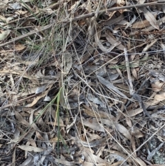 Anthosachne scabra at Garran, ACT - 29 Aug 2023 01:35 PM