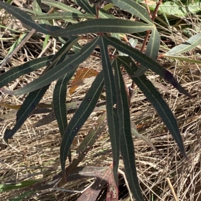 Brachychiton populneus subsp. populneus (Kurrajong) at Garran, ACT - 29 Aug 2023 by Tapirlord